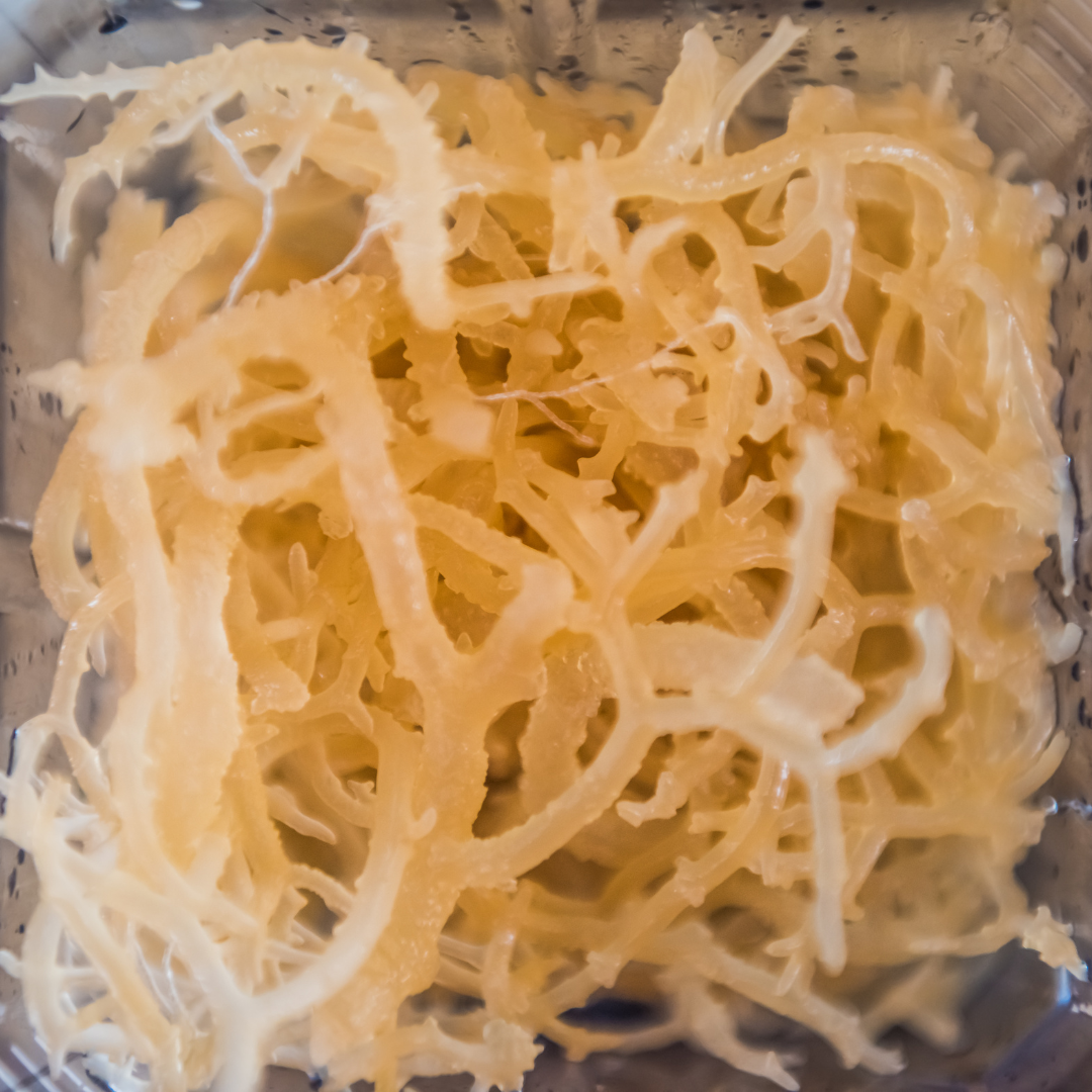 Sea Moss